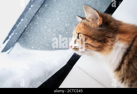 Portrait latéral de chat regardant la tempête de neige / flocons de neige, depuis une fenêtre ou une trappe de toit. Langage corporel attentif et intense. Arrière-plan d'hiver doux. Banque D'Images