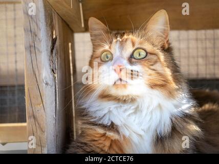 Beau chat moelleux sous banc de bois, à l'extérieur sur le patio. Gros plan. Le chaton est regardant attentivement quelque chose. Langage corporel attentif. Banque D'Images