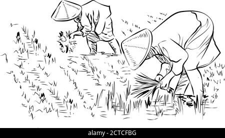 Les paysans vietnamiens plantent du riz. Les agriculteurs travaillent dans les champs de riz, illustration vectorielle de dessin de ligne, ouvriers dans les champs en chapeaux asiatiques Illustration de Vecteur