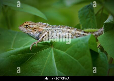 Côté lézard marron fermé sur la feuille Banque D'Images