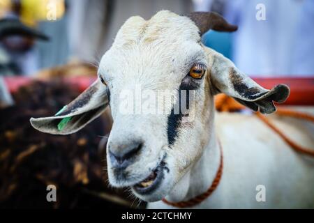 Portrait en gros plan d'une chèvre sur le marché de la chèvre à Nizwa, Oman Banque D'Images