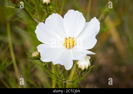 Fleur de cosmos de jardin blanc (Cosmos bipinnatus) Banque D'Images