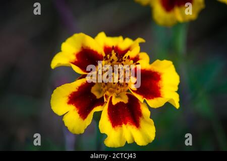 Tagetes Banque D'Images