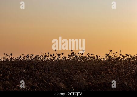 Des plantes silhouetées poussent sur une falaise, contre un ciel de coucher de soleil Banque D'Images