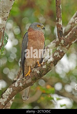 Christmas Island Goshawk (Accipiter fasciatus natalis) adult perched on branch  Christmas Island, Australia             July Stock Photo