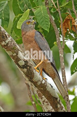 Christmas Island Goshawk (Accipiter fasciatus natalis) adult perched on branch  Christmas Island, Australia             July Stock Photo