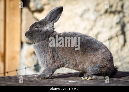 Blue Vienna (Blaues Wienerkaninchen), un lapin autrichien Banque D'Images