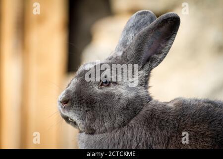 Blue Vienna (Blaues Wienerkaninchen), un lapin autrichien Banque D'Images