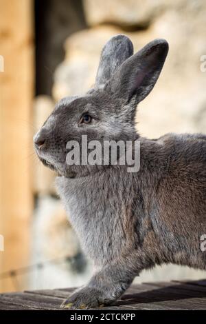 Blue Vienna (Blaues Wienerkaninchen), un lapin autrichien Banque D'Images