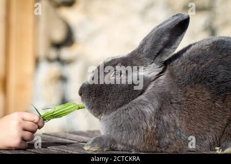 Blue Vienna (Blaues Wienerkaninchen), un lapin autrichien Banque D'Images