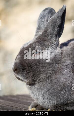 Blue Vienna (Blaues Wienerkaninchen), un lapin autrichien Banque D'Images