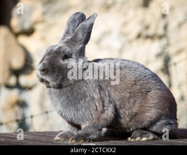 Blue Vienna (Blaues Wienerkaninchen), un lapin autrichien Banque D'Images