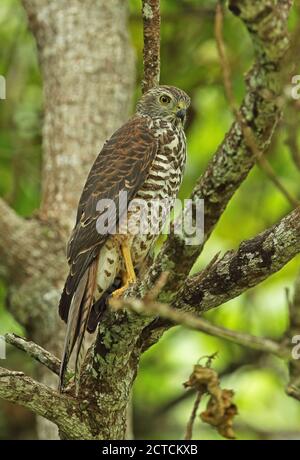 Christmas Island Goshawk (Accipiter fasciatus natalis) immature perched on branch  Christmas Island, Australia             July Stock Photo