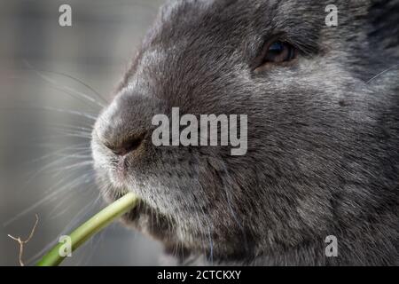 Blue Vienna (Blaues Wienerkaninchen), un lapin autrichien Banque D'Images