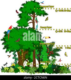 Illustration vectorielle des couches de jungle dans la forêt tropicale. Forêt tropicale vector Green jungle avec différents animaux. Illustration de Vecteur