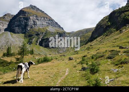 Holstein vache laitière frisonne, seule et perdue dans le paysage alpin Banque D'Images