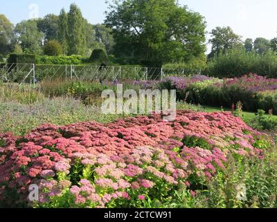 Un lit de bébé dans la pépinière des jardins Waterperry montrant une exposition colorée de sedums Autumn Joy, Makinoi Matrona et Spectabile Meteor Banque D'Images