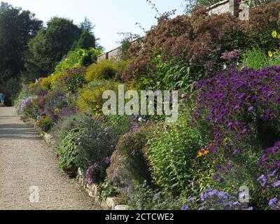 Une longue bordure herbacée contre un grand mur de briques à Waterperry Gardens près d'Oxford, avec la couleur d'automne des gaies, Michaelmas Daisies et helianthus. Banque D'Images