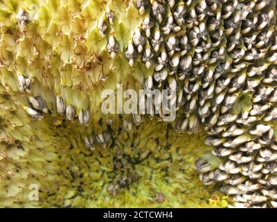 Gros plan sur le disque central d'un tournesol mûri, helianthus, avec un motif abstrait en spirale des graines dans leurs coquilles noires et espaces jaunes. Banque D'Images