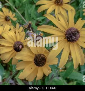 Angelita Daisy en fleurs Banque D'Images