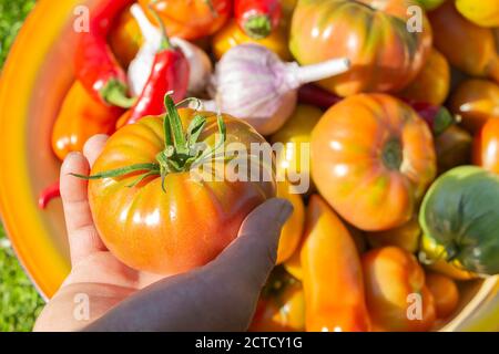 légumes frais du jardin - tomates, ail et poivrons. Banque D'Images