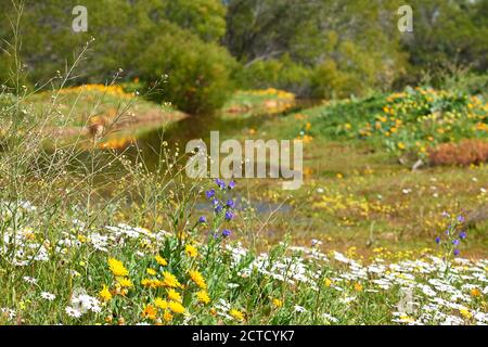 Blue Weed, White et Orange African Daisies le long du barrage à Atlantis, Western Cape Banque D'Images