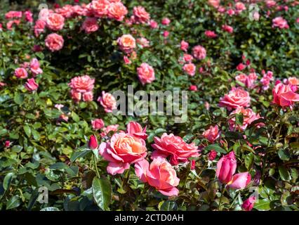 Blenheim Palace un site classé au patrimoine mondial de l'UNESCO, Woodstock, Oxfordshire, Royaume-Uni - voir les roses Rosa 'Silver Jubilee' dans le jardin de roses. Banque D'Images