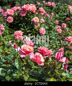 Blenheim Palace un site classé au patrimoine mondial de l'UNESCO, Woodstock, Oxfordshire, Royaume-Uni - voir les roses Rosa 'Silver Jubilee' dans le jardin de roses. Banque D'Images