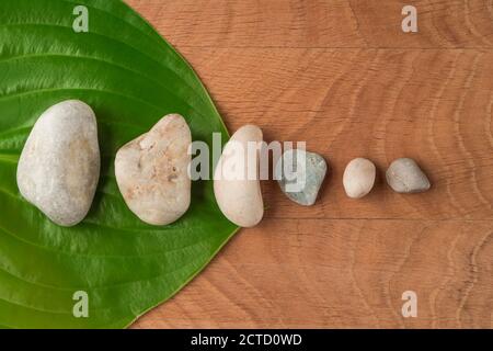 Feuilles vertes, hôtes de chaussée et pierres de divers Velecheny, sur le fond d'une planche en bois Banque D'Images