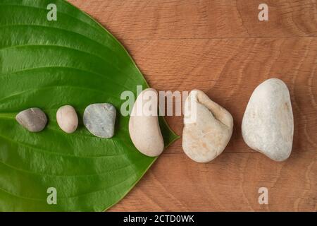 Feuilles vertes, hôtes de chaussée et pierres de divers Velecheny, sur le fond d'une planche en bois Banque D'Images