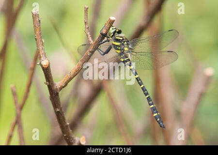 Libellule à anneaux dorés, Cordulegaster boltonii, Sussex, Royaume-Uni, juillet Banque D'Images