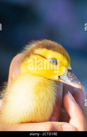 Chatouillement à la main, nouveau-né jaune. Animaux de compagnie. Banque D'Images