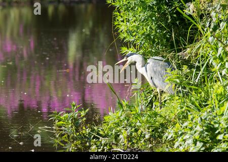 Héron gris avec bec ouvert, Ardea cinerea, South Pond, Midhurst, West Sussex, Royaume-Uni juillet, étang de ville restauré pour la faune. Banque D'Images