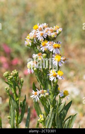 Sea Aster, Tripolium pannonicum, Pagham Harbour, Sussex, Royaume-Uni, juillet Banque D'Images