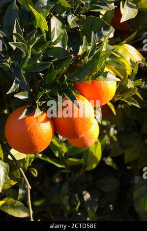 Gros plan de certaines branches d'un arbre orange d'où des oranges mûres pendent Banque D'Images
