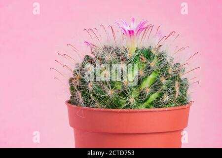 Gros plan de Mammillaria bombycina cactus en fleurs sur fond rose. Banque D'Images