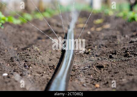 Système d'irrigation, tuyau d'irrigation libère des jets d'eau vers les plantes et les lits Banque D'Images