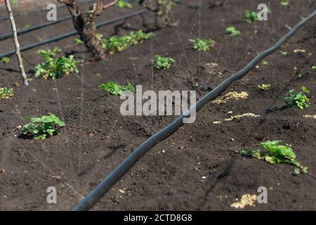 Système d'irrigation, tuyau d'irrigation libère des jets d'eau vers les plantes et les lits Banque D'Images