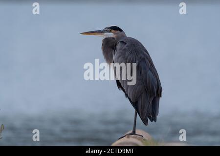 Profil d'un grand héron en équilibre sur une jambe tout en se tenant sur une barrière en béton dans un parking au bord d'un lac. Banque D'Images