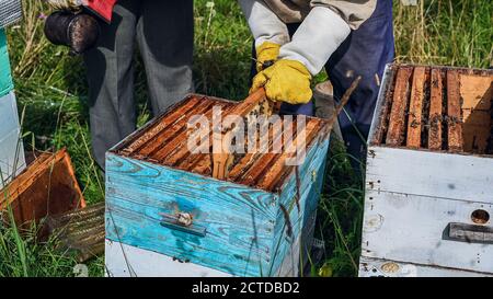 Vue rapprochée de la ruche ouverte montrant des cadres peuplés d'abeilles. Les abeilles de miel rampent dans une ruche ouverte sur nid d'abeilles bois en nid d'abeille faisant Banque D'Images