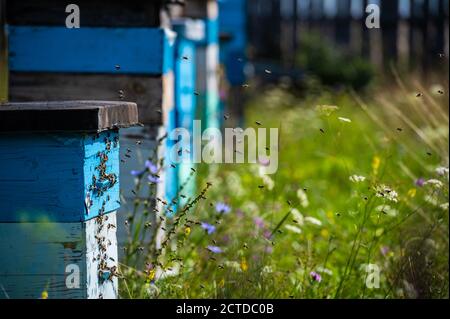 Les abeilles rampent à l'entrée de la ruche, famille d'abeilles. Les abeilles volent autour des ruches dans l'apilier. Banque D'Images