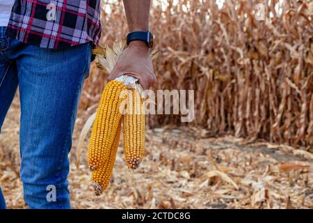 Agriculteur debout dans un champ de maïs tenant les épis de maïs dans sa main et inspectant la récolte avant la récolte. Vue arrière et gros plan sur les épis de maïs. Banque D'Images