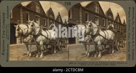 Une équipe championne de chevaux de trait Percheron à l'œuvre dans une ferme de l'Indiana., image fixe, stéréographes, Keystone View Company Banque D'Images