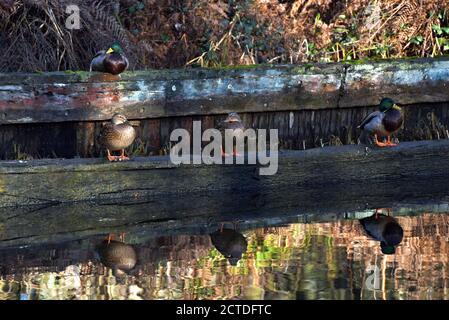 Canards dans une rangée sur les restes d'un vieux Bateau en contrebas dans le magnifique canal de Basingstoke dans le Surrey Banque D'Images