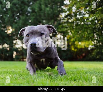 Adorable Staffy bleu dans le jardin. Le Staffordshire Bull Terrier est une race britannique de Terrier à poil court de taille moyenne. Banque D'Images