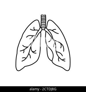 Illustration du contour vectoriel de type plat des poumons humains. Icône d'organe interne, logo. Anatomie, médecine concept. Soins de santé. Isolé sur fond blanc. Illustration de Vecteur