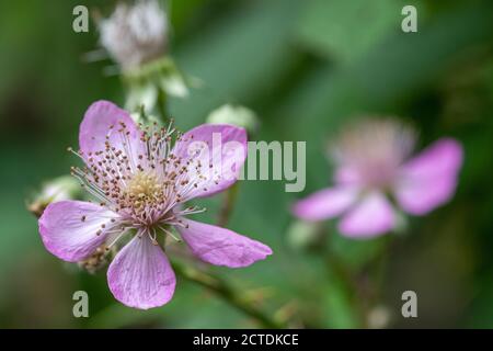 Gros plan de fleurs de la saumure rose (rubus fruticosus) Banque D'Images