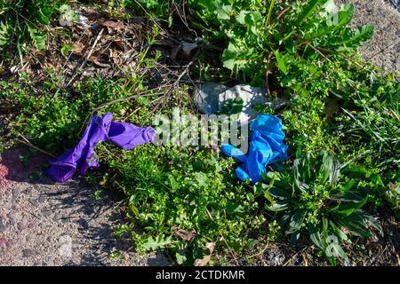 Un gant médical bleu et violet posé dans un patch D'herbe utilisée pour protéger contre COVID-19 Banque D'Images