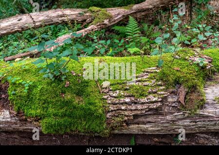 Plantes, mousses poussant sur un arbre mort, arbre tombé, épinette, plante de sauge-gamander, dans la forêt d'Arnsberg, Sauerland NRW, Allemagne Banque D'Images