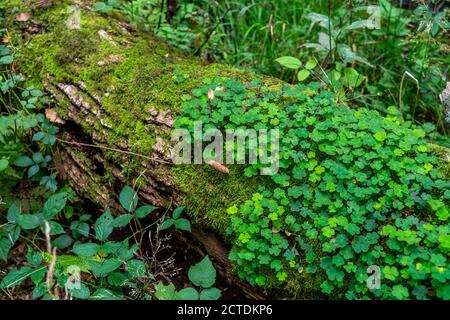 Plantes, mousses poussant sur un arbre mort, arbre tombé, épinette, sorelle de bois, plante, dans la forêt d'Arnsberg, Sauerland NRW, Allemagne Banque D'Images